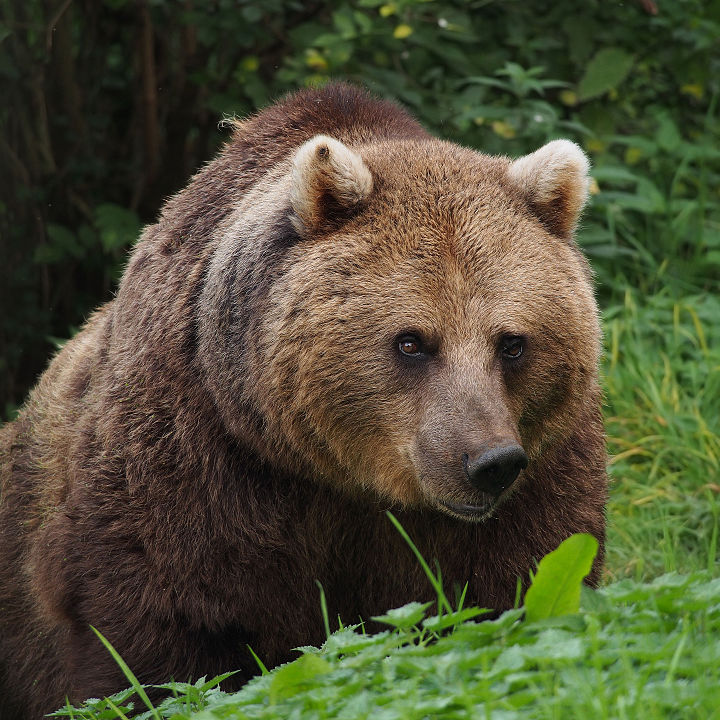 European Brown Bear (Ursus arctos arctos) at Whipsnade Zoo.