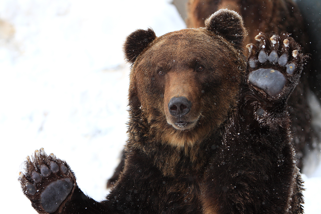 Ursian brown bear from Hokkaido has relatively small body sizes, 
				unlike other populations of the same subspecies.
